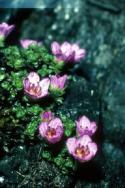 Purple Saxifrage in close-up