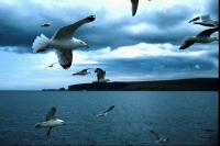 A flock of gulls off Fetlar