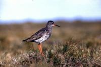 Redshank