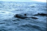 A Pilot Whale surfaces to breath