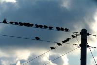 Starlings on power lines