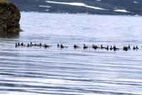  Barnacle Geese