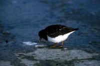 A Turnstone feeds on the sandy shore