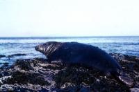 A male Grey Seal