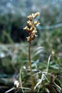 Lesser Twayblade in close-up