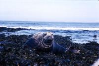 A Grey Seal Bull.