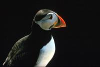 A Puffin poses for a profile shot