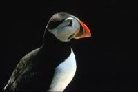 A Puffin poses for a profile shot