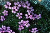 Pink Moss Campion flowers