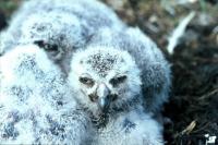 Juvenile Snowy Owls