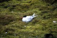 ArcticTern