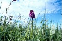 A Fragrant Orchid against the sky