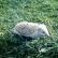 An Albino Hedgehog wanders through grass