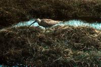  Whimbrel at Fetlar.