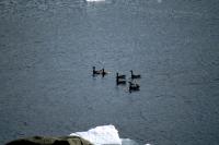 Pale-bellied Brent Geese