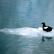 Black Guillemot