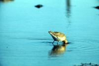 Ruff feeding in calm water