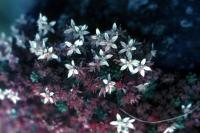 English Stonecrop flowers in a close shot