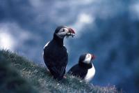 A Puffin with a beak of sandeels