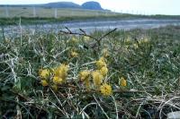 Creeping Willow at the roadside