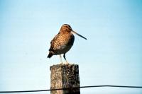 A Snipe perches on a fence post