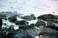 Redshank at the waters edge