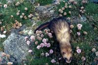 A Ferret crawls among the sea pink