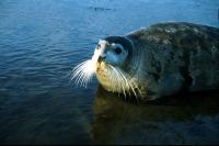 A Bearded Seal.