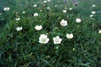 A group of Grass-of-Parnassus flowers