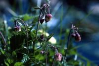 Water Avens coming into flower