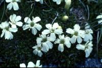 Moss Campion flowers in close-up