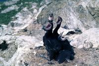 Four young Cormorants wait for food