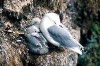 A Kittiwake with two chicks