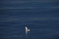 A Black Guillemot in winter plumage