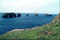 A Puffin Colony at Gruney