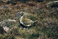  Golden Plover