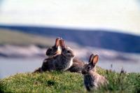 Young Rabbits