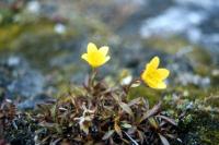 Marsh Saxifrage