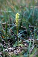 Bog Orchid at East Mires, Yell.
