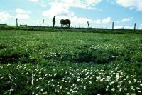 Daisies growing in a grassy field.