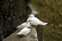 Ivory Gull