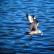 A Great Skua in flight