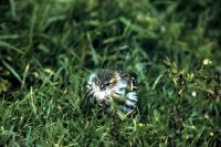 A Siskin takes a break on the ground