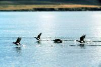 Long-tailed Ducks take flight