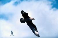 Great Skua flies across bright sky