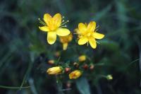St.John's-wort flowers in close-up