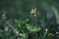 A single Lesser Twayblade