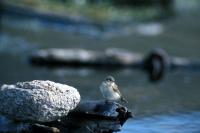 A Willow Warbler perches by the water