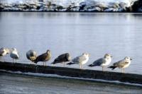 A group of Herring Gulls on Midyell Pier