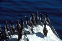 A flock of Guillemots & Razorbills on the cliffside